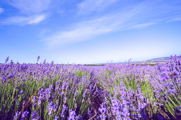 Fototapeta premium Lavender Field in the summer