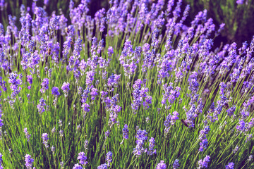 Naklejka premium Lavender Field in the summer