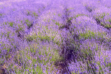 Naklejka na ściany i meble Lavender Field in the summer