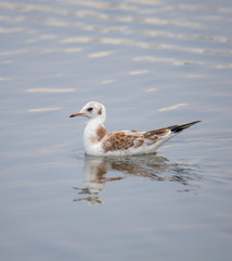 Chroicocephalus ridibundus - Sea bird in Cavado River, Portugal.