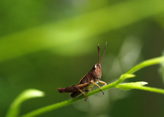 Small Brown Grasshopper