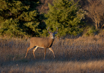 White-tailed deer buck looking for a mate during the rut in the early morning autumn light in Canada