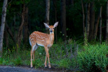 White-tailed deer fawn (Odocoileus virginianus) in the forest in Canada
