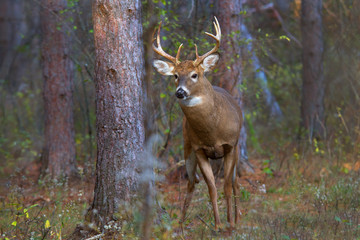 White-tailed deer buck with huge neck in the early morning light standing in the forest during the...