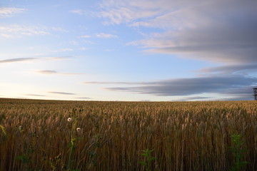 北海道美瑛の夕日に染まる小麦畑