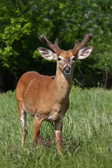 White-tailed deer buck in the early morning light with velvet antlers walking through a meadow in the spring in Canada