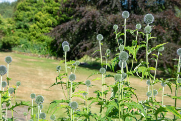 Plants in a green meadow surrounded by trees, South West Scotland, Uk.