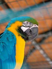 Obraz premium Parrot. Zoo Bellis Deluxe Hotel. Antalya, Turkey