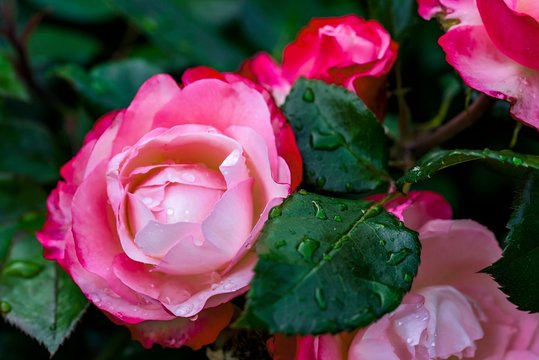 Fototapeta one the beautiful big blossoming bud of a rose of red pink color with water drops of dew or a rain closeup and a flower bush