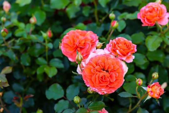Fototapeta big flowers of the beautiful scarlet blossoming roses closeup in the foreground on a bush with green leaves