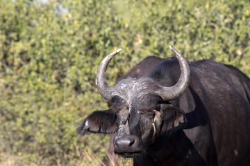 Naklejka premium Red-billed Oxpecker Buphagus erythrorhynchus, care African Buffalo, Chobe National Park, Botswana
