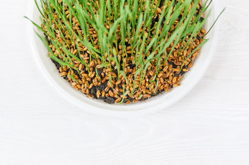 Sprouter with wheat grass on table, germination of seeds vitgrass, the concept of a diet for raw food vegan