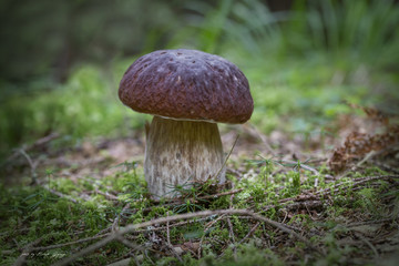 boletus