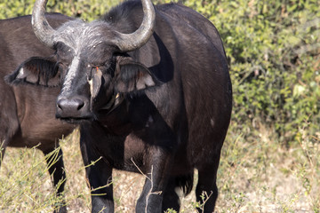 Fototapeta premium Red-billed Oxpecker Buphagus erythrorhynchus, care African Buffalo, Chobe National Park, Botswana