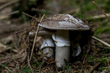 Fototapeta premium Mushroom