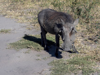 Big buffalo bull, Syncerus c.caffer, Chobe National Park, Botswana