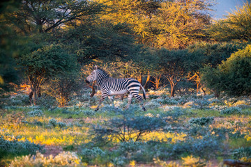 Fototapeta na wymiar Zebra running at the wonderful morning light
