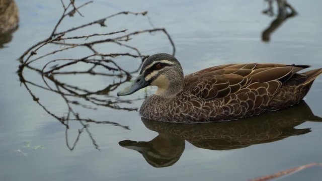 Ducks swimming in the lake of Australia near Perth