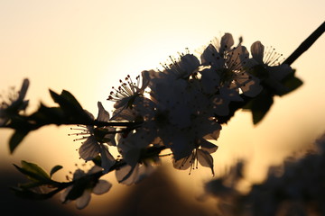 silhouette of a tree