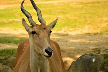 動物園のエランド
