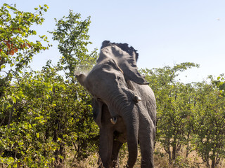 Fototapeta premium Angry African elephant, Loxodonta africana, Chobe National Park, Botswana
