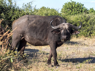 Obraz premium African Buffalo, Syncerus c.caffer, Chobe National Park, Botswana