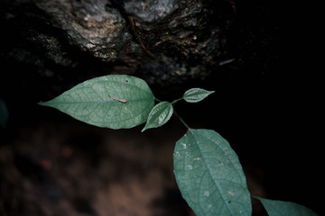 Close up of green leaf in rainforest