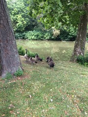 Canadian geese next to lake
