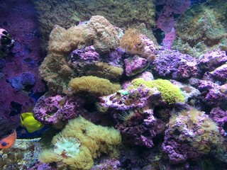Naklejka na ściany i meble Fish and coral in an aquarium