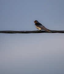 Hirundo rustica - Swallow bird siting in a electric cable.