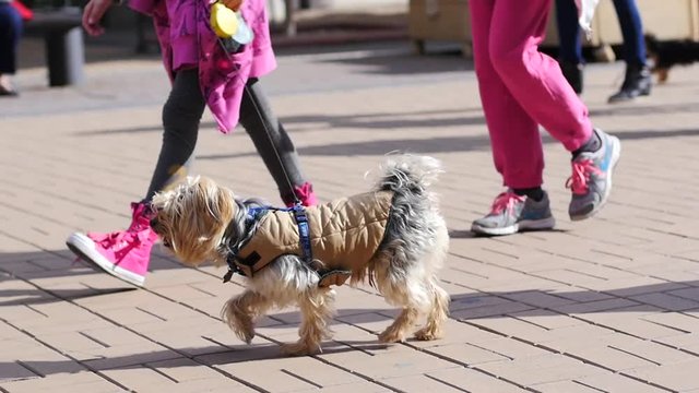 People walking with their little pet dogs in public street place