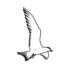 gull. a seagull with a black head. silhouette of a seagull. birds. birds in flight. drawing of a bird.