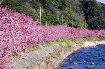 Fototapeta premium Curved Kawazu Cerry Blossoms at Izu Peninsula