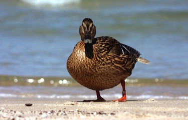Samica kaczki krzyżówki na plaży nad brzegiem morza. © Jan