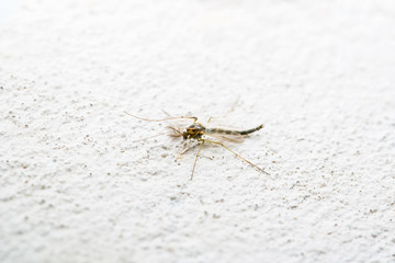 Yellow Fever, Malaria or Zika Virus Infected Mosquito Insect on White Wall