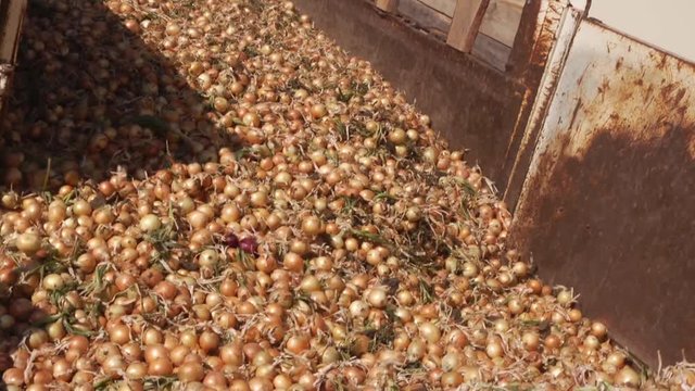 Onion transportation conveyor - food vegetables storage processing