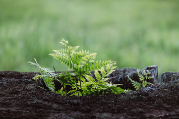 Plants growing on a wood