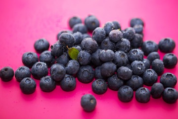 Freshly picked blueberries are covered with rain or water drops on a pink background