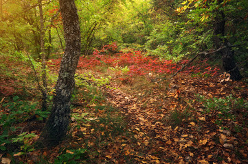 Obraz premium deep forest. Nature composition