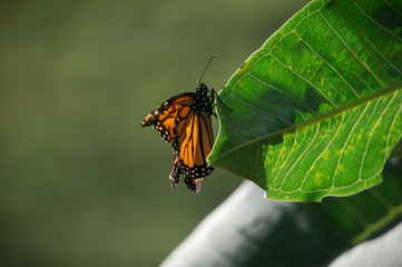 Butterfly on a leaf
