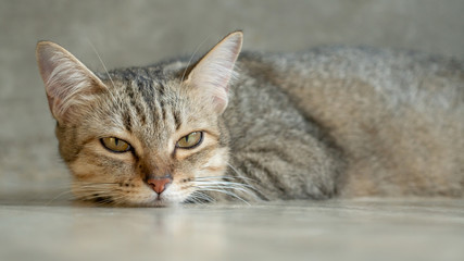 Gray striped cat lying in the room.