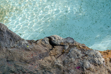 Black bird playing on rock and water near swimming pool