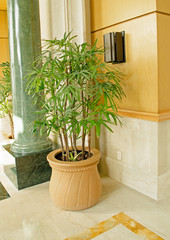Plant in a pot. Interior, green