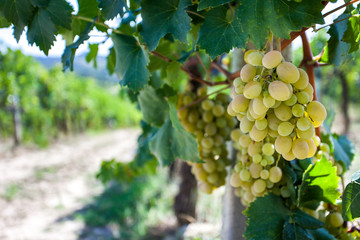 Closeup of grapes on a vineyard in San Gimignano, Tuscany
