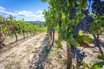 Fototapeta na wymiar Grapes on a vineyard in San Gimignano, Tuscany 