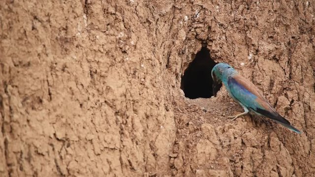 European roller or coracias garrulus near nest hole
