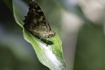 'Speckled wood butterfly'