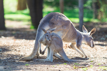 Adult female and juvenile eastern grey kangaroo in Australia