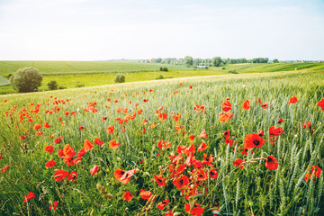 Captivating scene of the countryside with white fluffy clouds.