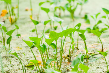 Green swamp plant, in water.